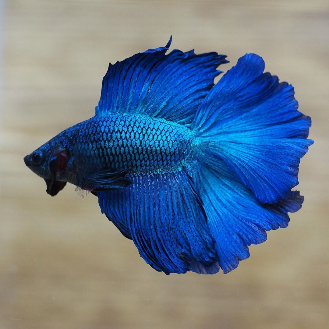 Betta Fish Breeding - How To Breed Betta Fish With Pictures Wikihow ... Betta Fish Breeding - How To Breed Betta Fish With Pictures Wikihow ...