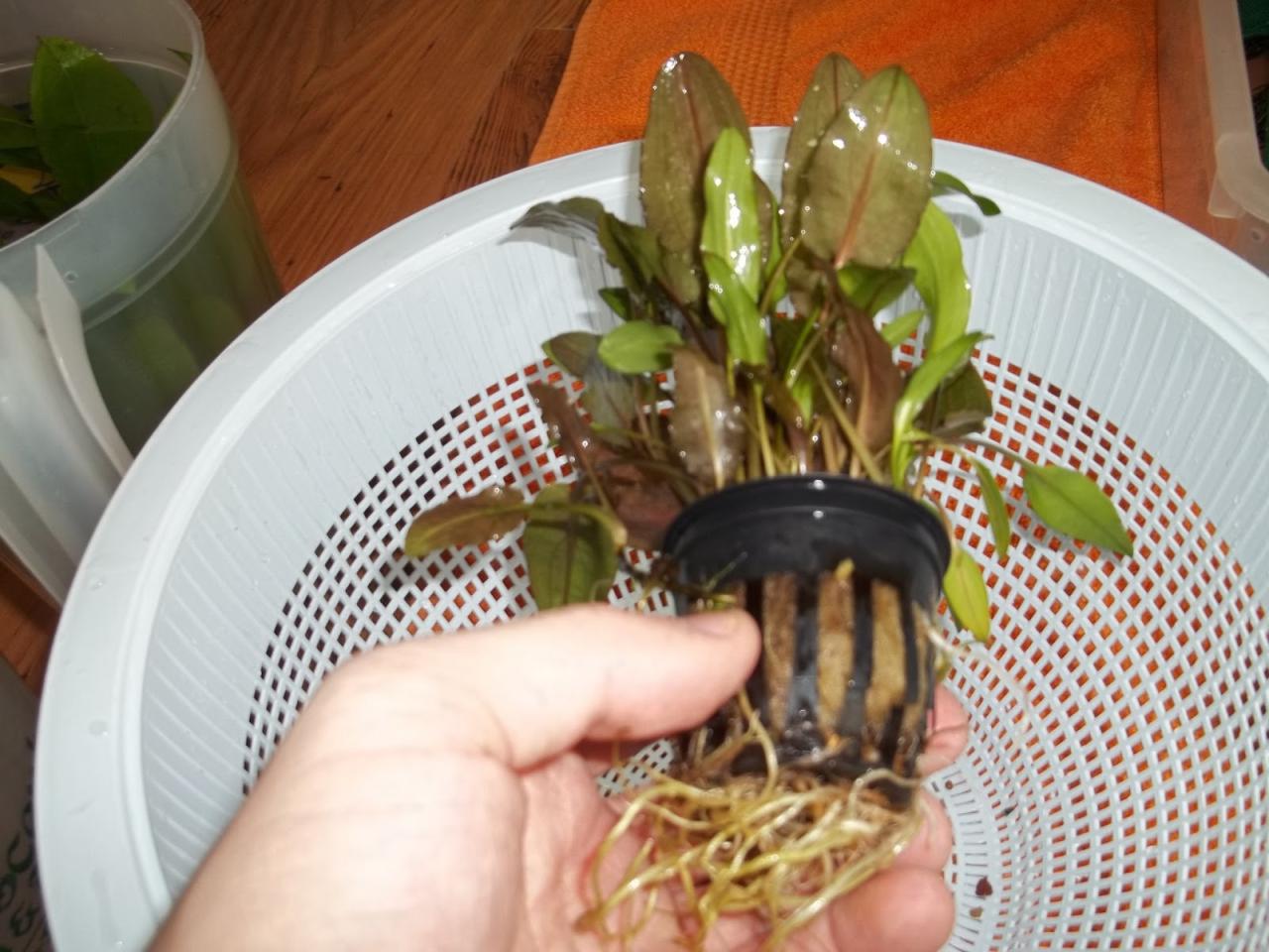 Aquarium and Fish Tank Plants: How to Trim your Aquarium Plants when ... Aquarium and Fish Tank Plants: How to Trim your Aquarium Plants when ...