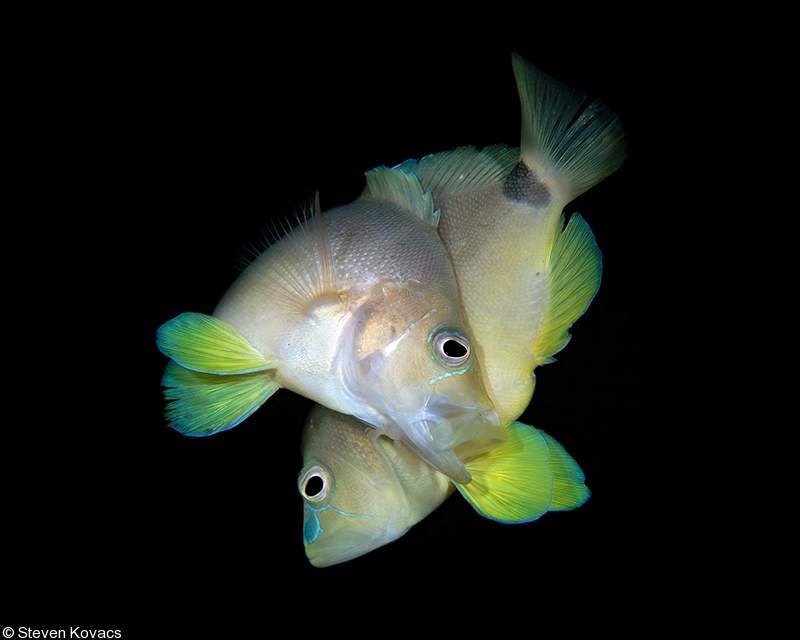 Understanding Fish Behavior: The Science Behind Behavior Modification ... Understanding Fish Behavior: The Science Behind Behavior Modification ...