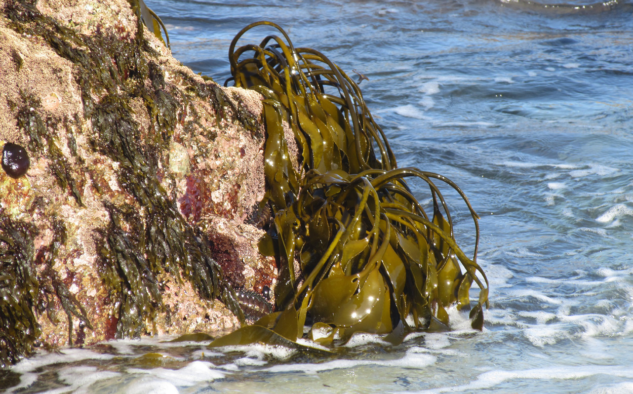 Brown Algae stock photo. Image of green, nature, seaweed - 14546244