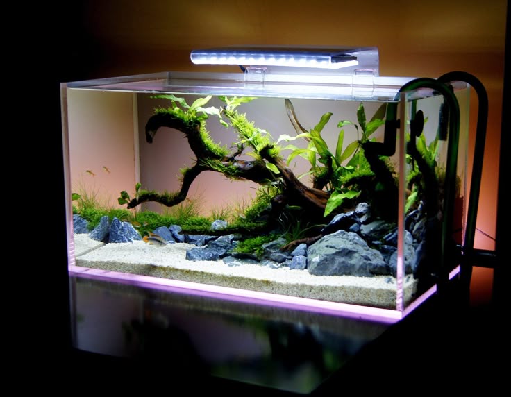 Aquarium Decoration by Creating Picturesque Underwater Landscapes