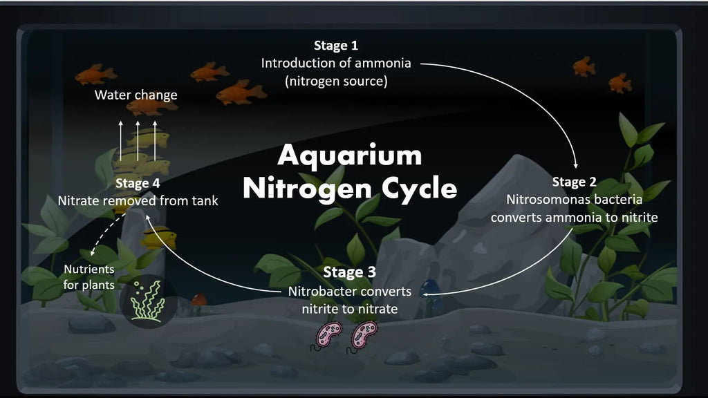 How to Cycle an Aquarium – Hurstville Aquarium