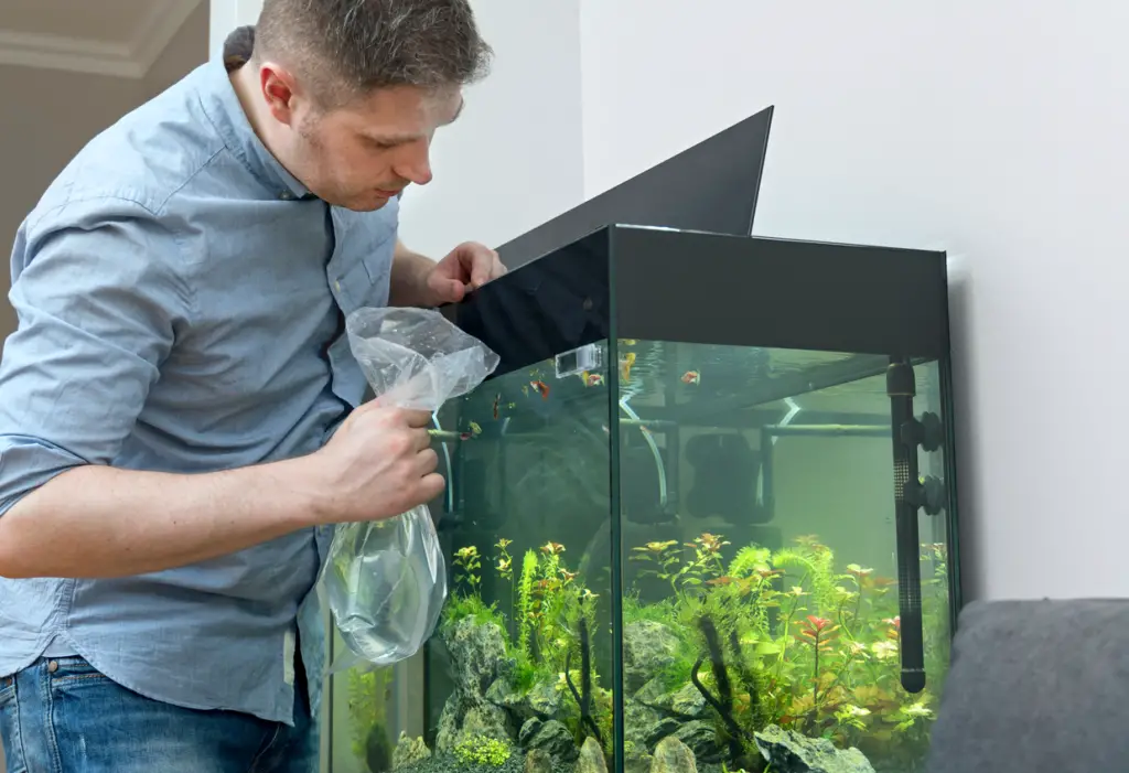 9 Steps To Safely Move an Aquarium to a New Home - KaveMan Aquatics