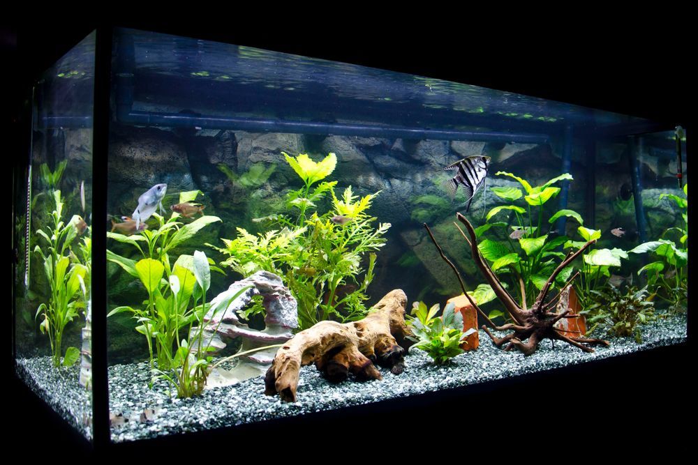 How to decorate your aquarium – Artofit