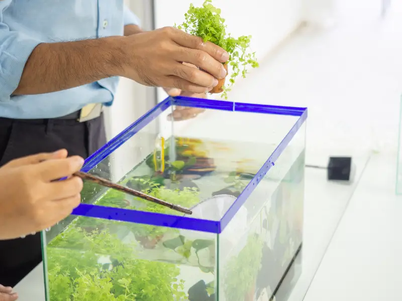 Cost of Setting up An Aquarium (The Complete Guide)