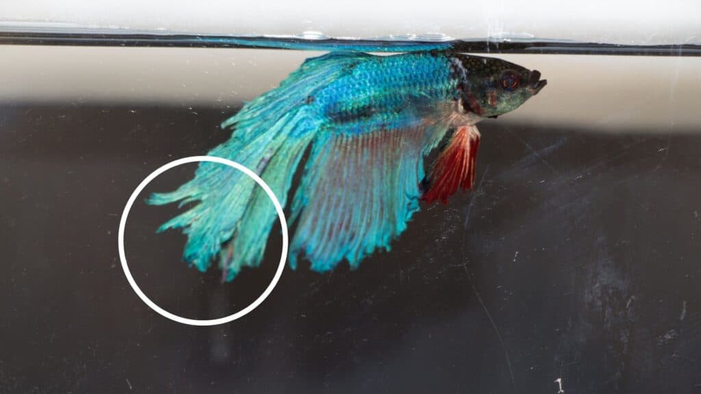 Understanding the Journey of Betta Fish: Healing Fin Loss and ... Understanding the Journey of Betta Fish: Healing Fin Loss and ...