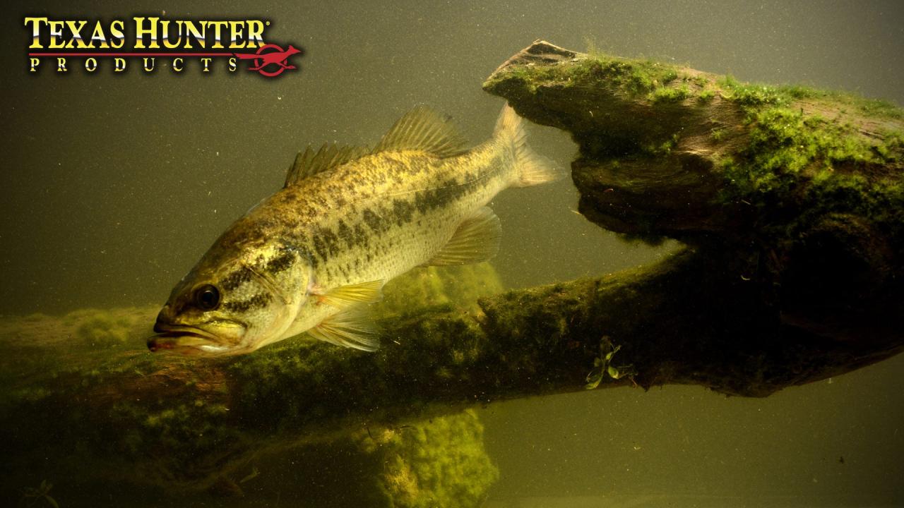 Fish Behavior Fish Behavior
