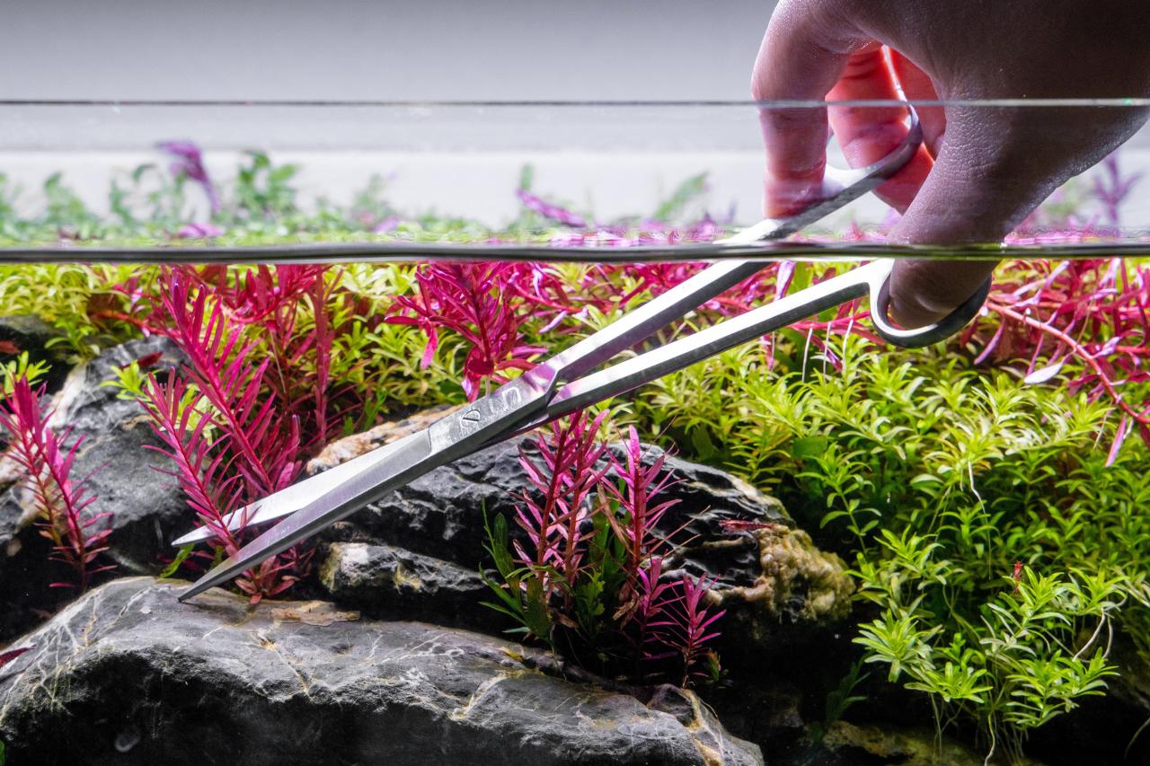 How to Trim and Propagate Aquarium Plants in 2024 | Planted aquarium ...