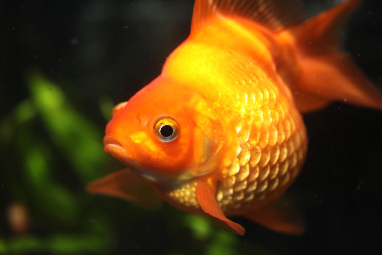 Dropsy Fish: Diagnosis, Treatment and Prevention Dropsy Fish: Diagnosis, Treatment and Prevention