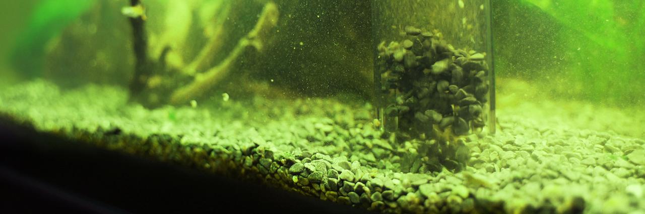 How to Get Rid of Algae in Aquarium: Removal and Prevention Guide How to Get Rid of Algae in Aquarium: Removal and Prevention Guide