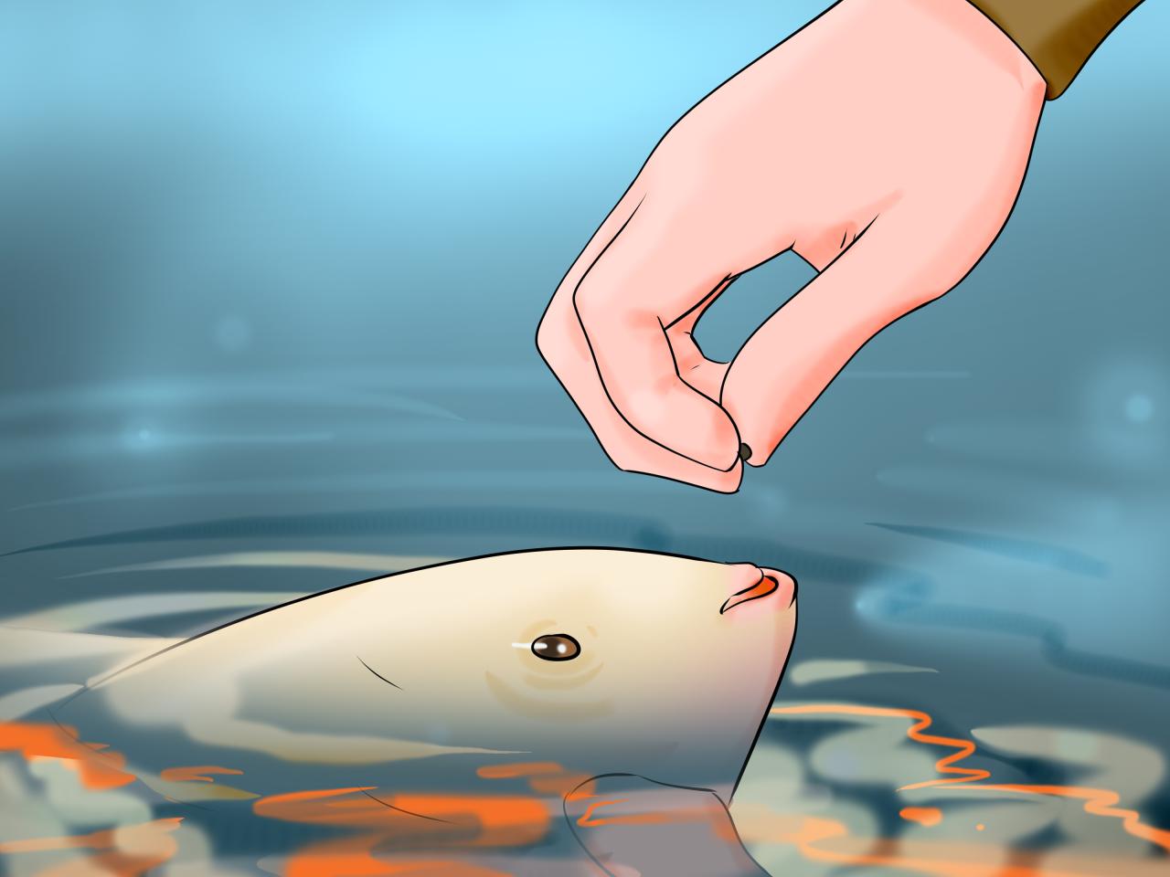 How to Feed Tropical Fish: 3 Steps (with Pictures)