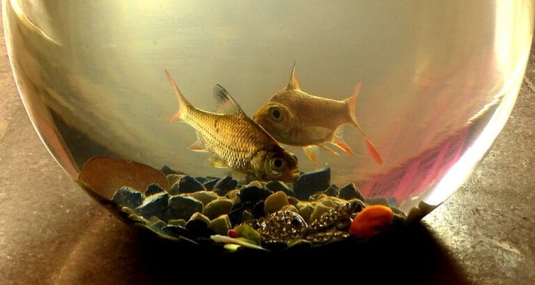 Feeding Aquarium Fish | Don't Overfeed Your Aquarium Fish Feeding Aquarium Fish | Don't Overfeed Your Aquarium Fish