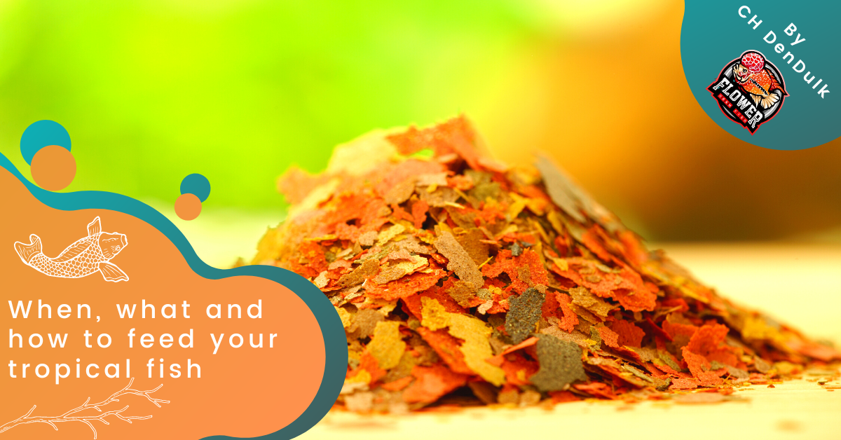 My Tanklife | When, what and how to feed your tropical fish