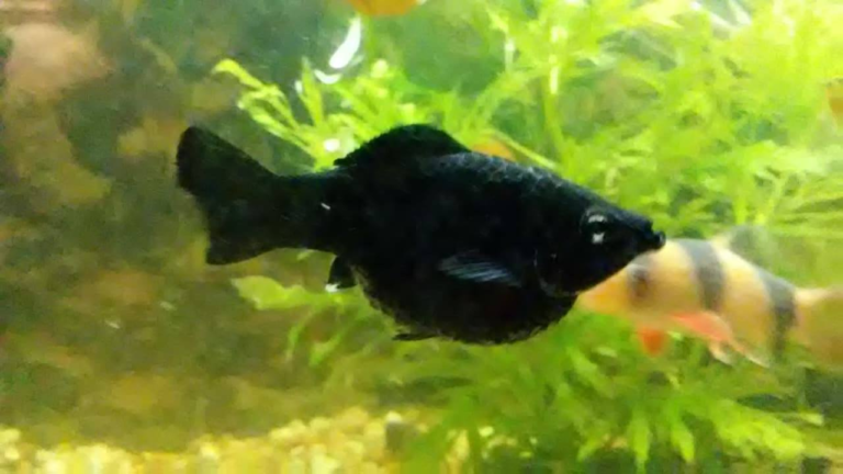 How to treat dropsy in fish