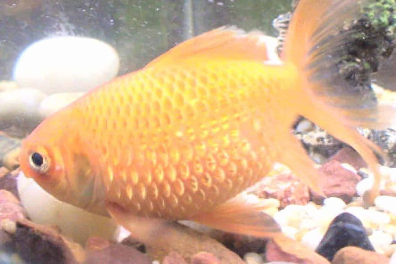 Your Guide to Dropsy – The iFISH Store Your Guide to Dropsy – The iFISH Store