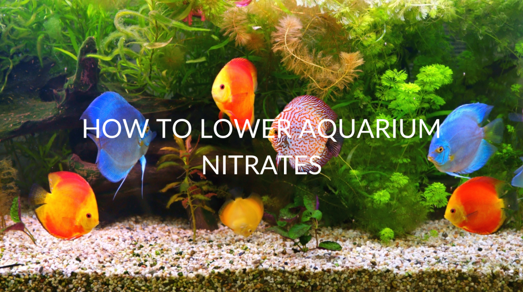 How to Lower Nitrates in Aquarium (Reduce Them For Good)