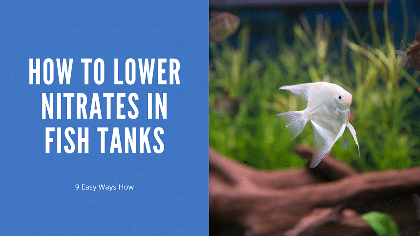 How to Lower Nitrates in a Saltwater Aquarium: Proven Techniques For ...