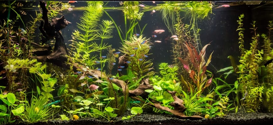 Reduce Nitrate In Your Aquarium: Tips To Deal With Buildup