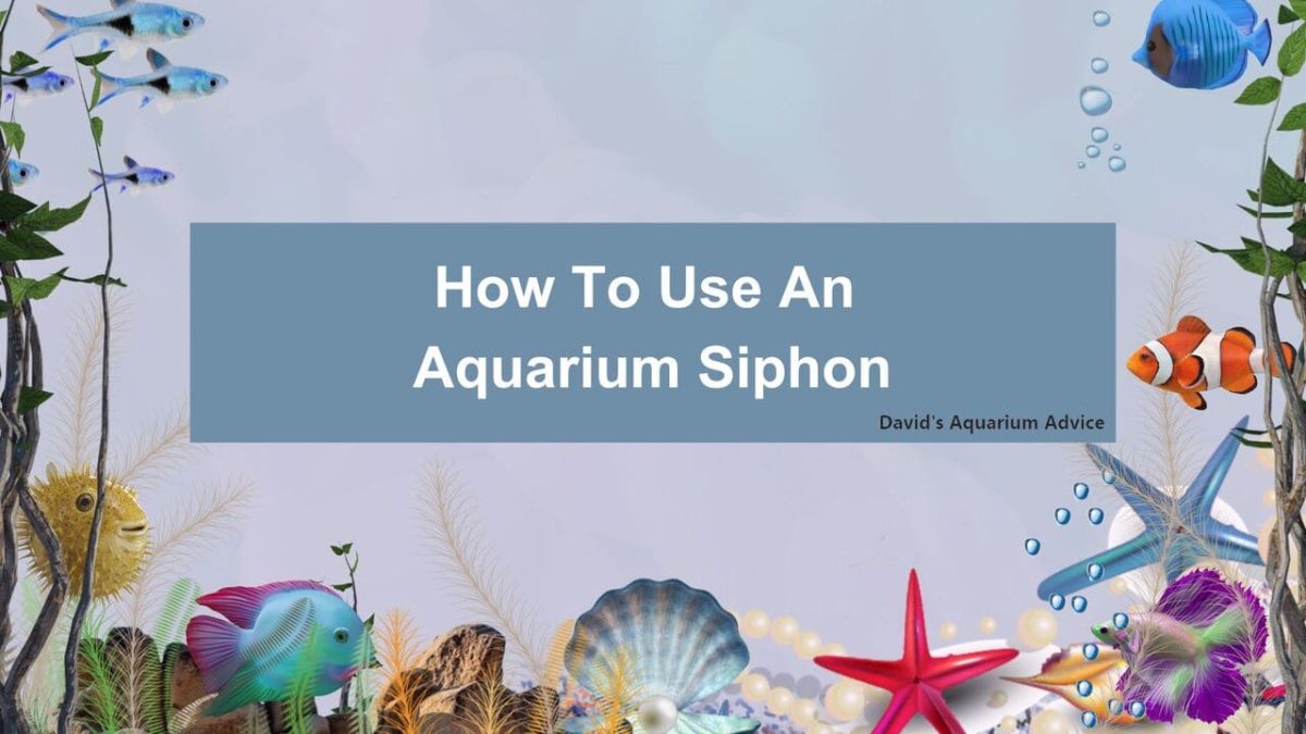 How To Use An Aquarium Siphon - David's Aquarium Advice How To Use An Aquarium Siphon - David's Aquarium Advice