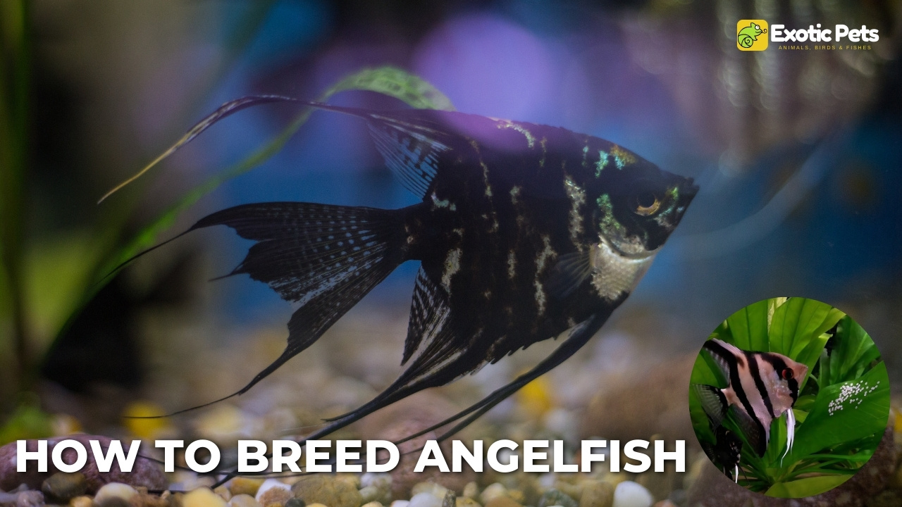 How to Breed Angelfish: A Comprehensive Guide