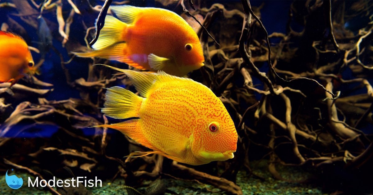 Aquarium Nitrogen Cycle For Beginners (Step-by-Step)