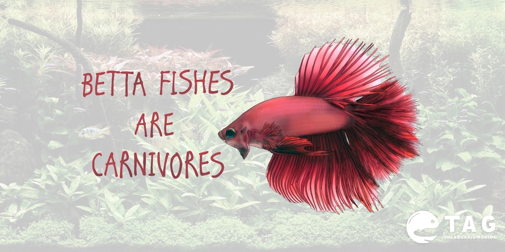 How to Feed Tropical Fish Properly - Pet Food Guide