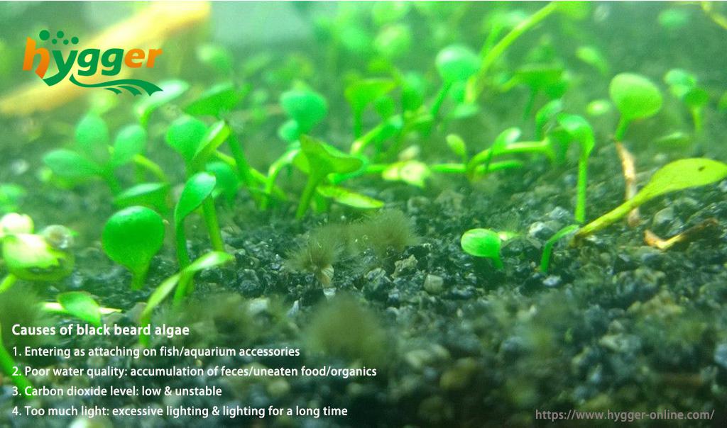 Black Beard Algae - I'm at a loss - Plants, Algae, and Fertilizers ... Black Beard Algae - I'm at a loss - Plants, Algae, and Fertilizers ...