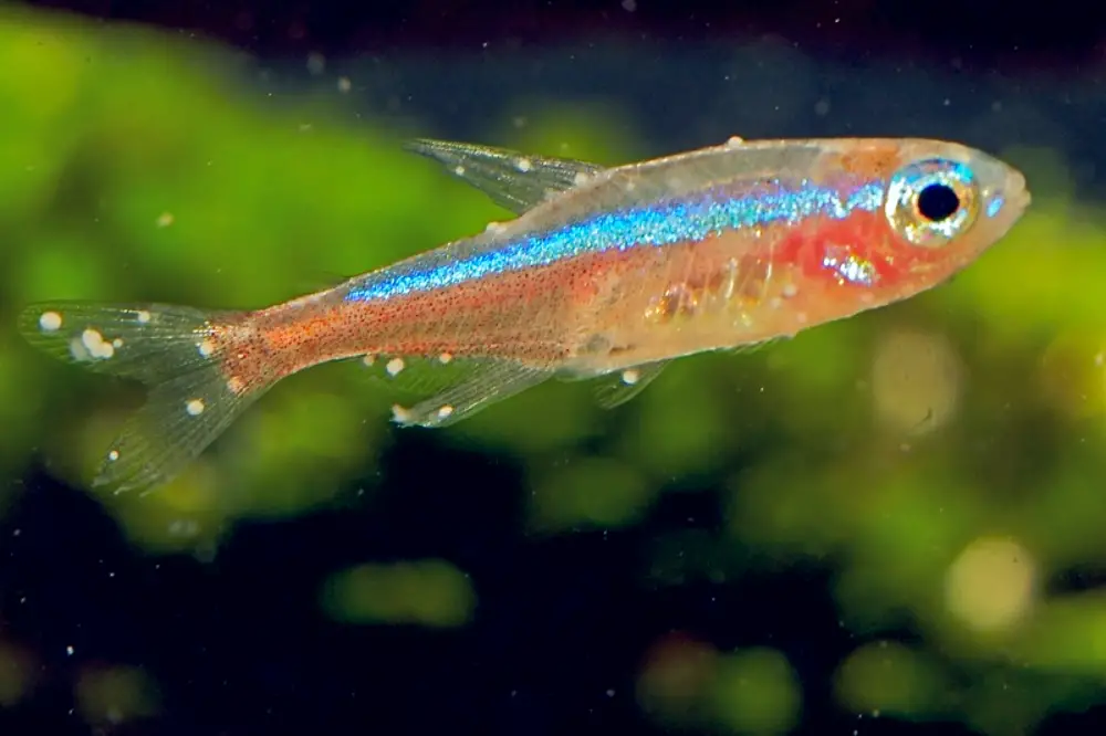 How to Treat Fish Ich: Causes, Symptoms, and Prevention - Tcrascolorado