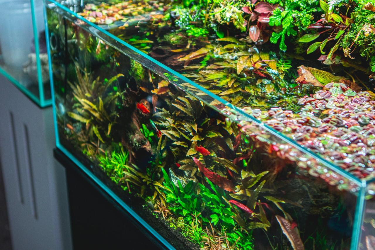 How to Cycle a Planted Aquarium | Buce Plant