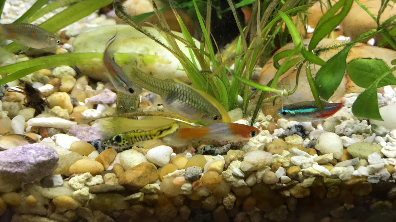 Fish Food to Feed your Fish - Keeping Tropical Fish