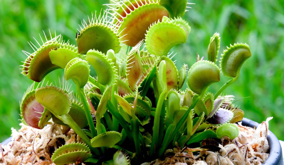 Carnivorous Plants With Names Carnivorous Plants With Names