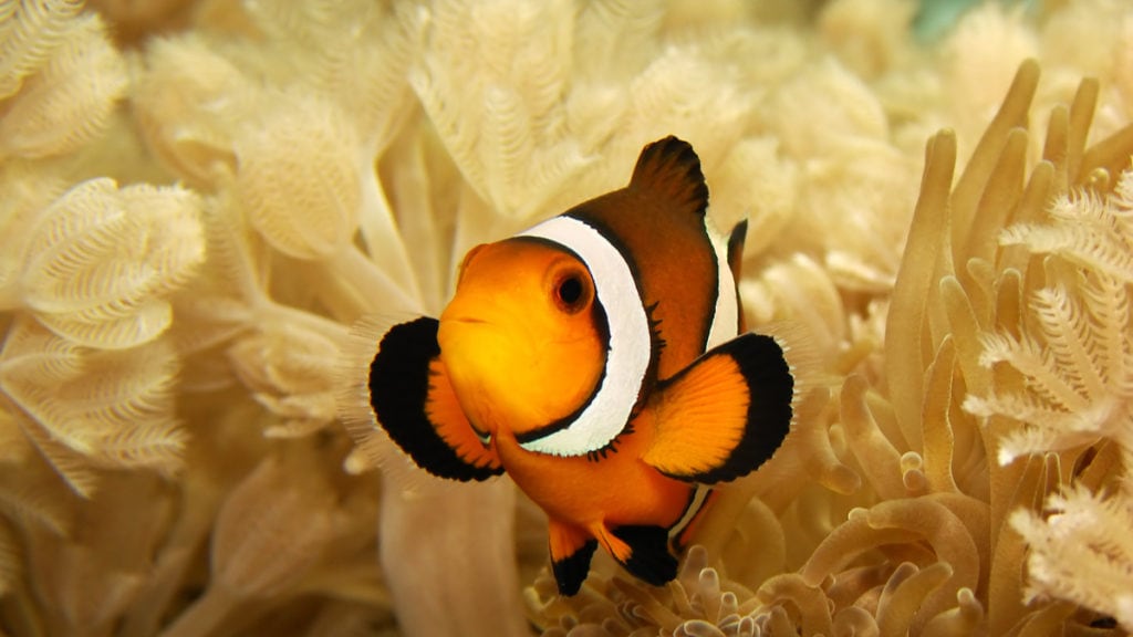 Fish N Tips: Common Fresh Water Fish Diseases