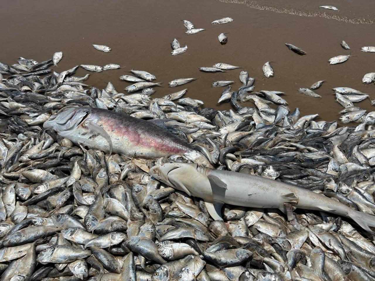 Thousands of dead fish wash up on beach on Texas gulf coast Thousands of dead fish wash up on beach on Texas gulf coast