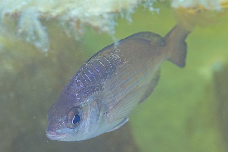 (PDF) External Parasites of Fish: A Comprehensive Overview