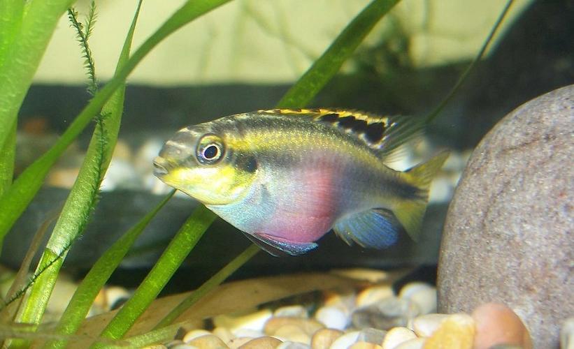 How to Treat Swim Bladder Disease in Aquarium Fish