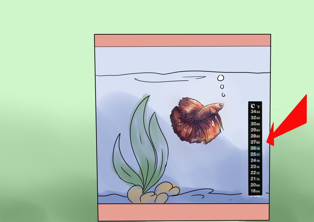 How to Treat Fin Rot in Aquarium FishT How to Treat Fin Rot in Aquarium FishT
