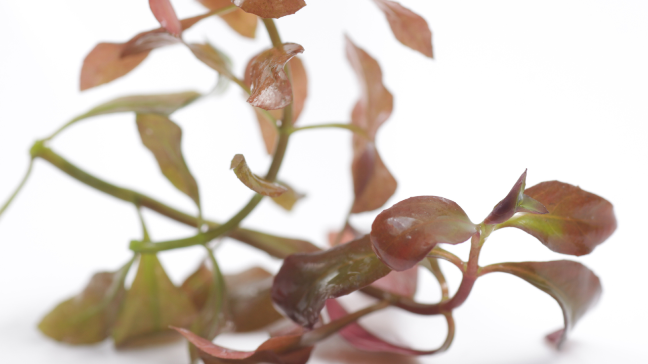 How to trim this plant? - Plants, Algae, and Fertilizers - C.A.R.E. How to trim this plant? - Plants, Algae, and Fertilizers - C.A.R.E.