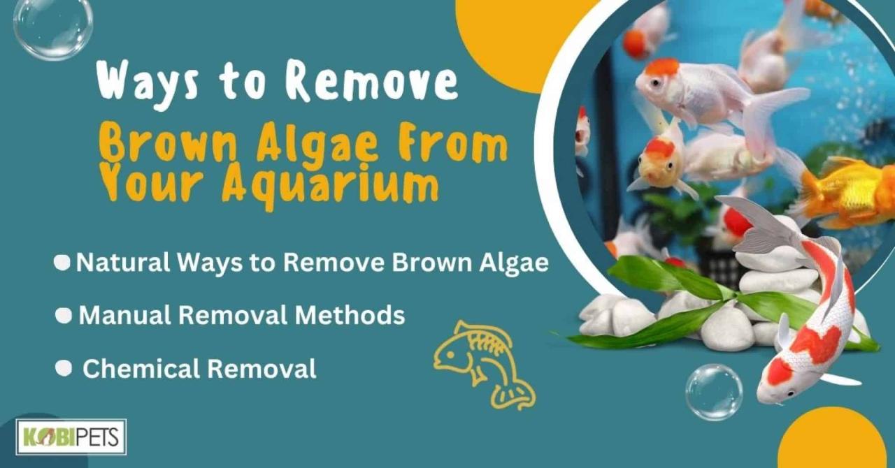 Ways to Remove Brown Algae From Your Aquarium - Kobi Pets Ways to Remove Brown Algae From Your Aquarium - Kobi Pets