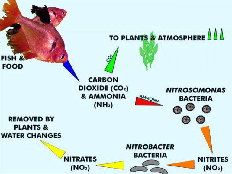 Lowering the nitrate levels - | Aquasabi | Aquasabi - Aquascaping Shop