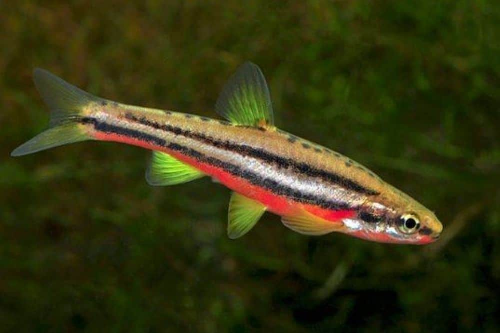Best Coldwater Fish For Your Tank Or Pond | The Aquarium Adviser ...