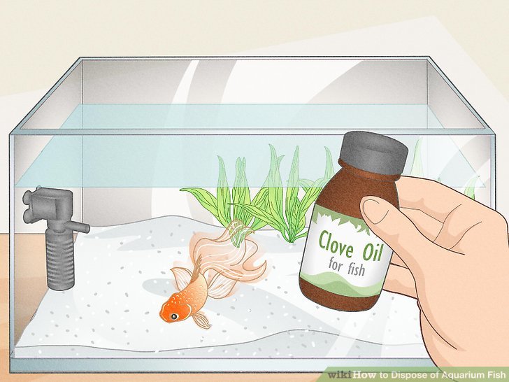 3 Ways to Dispose of Aquarium Fish - wikiHow 3 Ways to Dispose of Aquarium Fish - wikiHow