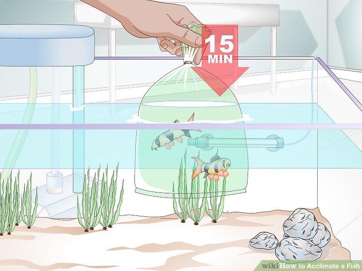 3 Ways to Acclimate a Fish - wikiHow 3 Ways to Acclimate a Fish - wikiHow