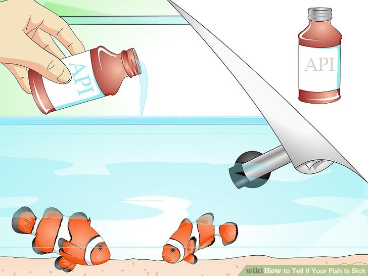 How to treat sick fish