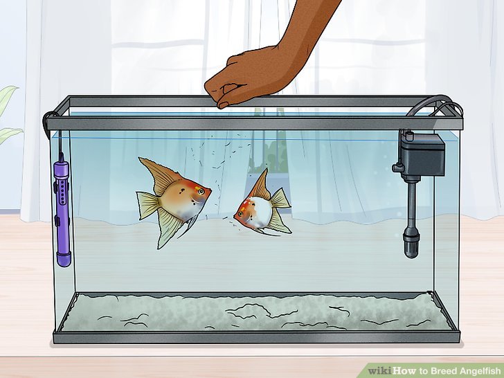 How to Breed Angelfish: 15 Steps (with Pictures) - wikiHow