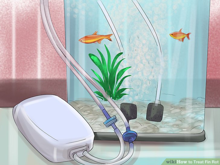 How to Treat Fin Rot: 10 Steps (with Pictures) - wikiHow How to Treat Fin Rot: 10 Steps (with Pictures) - wikiHow