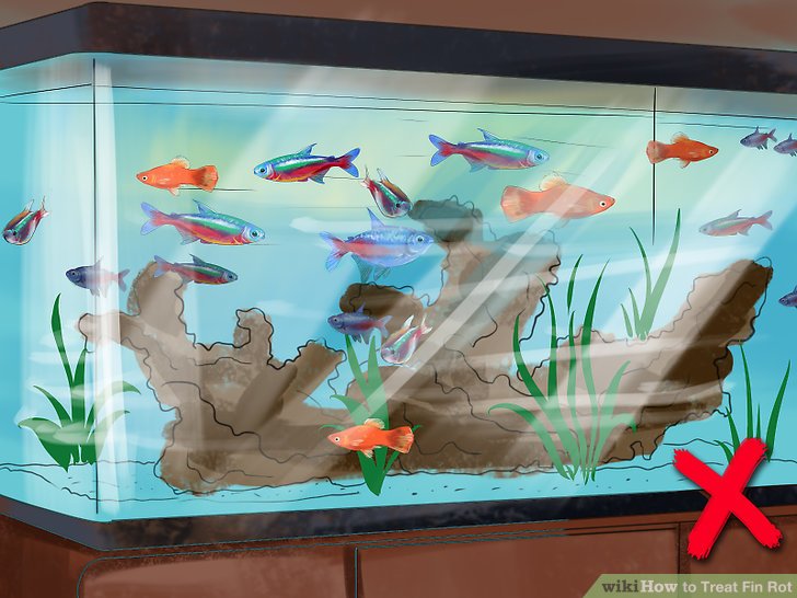 How to Treat Fin Rot: 6 Steps (with Pictures) - wikiHow How to Treat Fin Rot: 6 Steps (with Pictures) - wikiHow