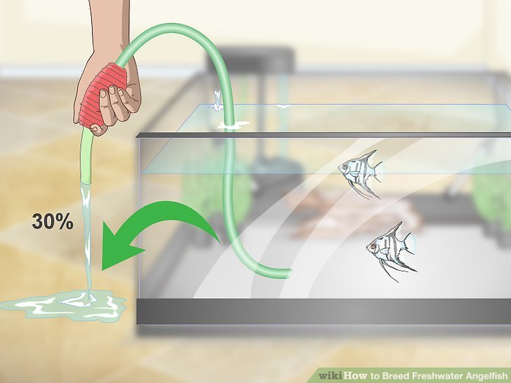 How to Breed Freshwater Angelfish (with Pictures) - wikiHow