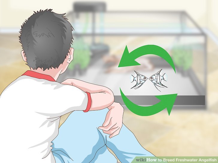 How to Breed Freshwater Angelfish (with Pictures) - wikiHow