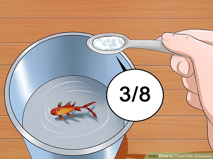 How to Treat Fish Diseases: 13 Steps (with Pictures) - wikiHow