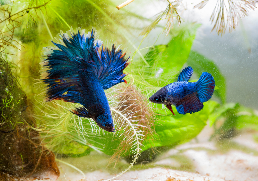 How to breed betta fish